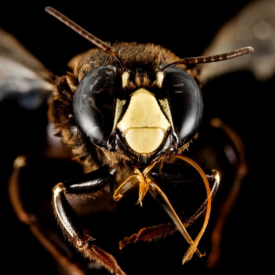 Centris haemorrhoidalis, M, Face, Puerto Rico, Yauco 2014-09-23-16.36.57 ZS PMax