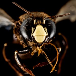 Centris haemorrhoidalis, M, Face, Puerto Rico, Yauco 2014-09-23-16.36.57 ZS PMax