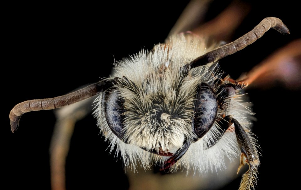 Andrena barbilabris, U, Face, MD, Howard County 2013-08-16-17.48.34 ZS PMax