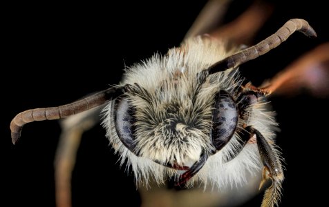 Andrena barbilabris, U, Face, MD, Howard County 2013-08-16-17.48.34 ZS PMax photo