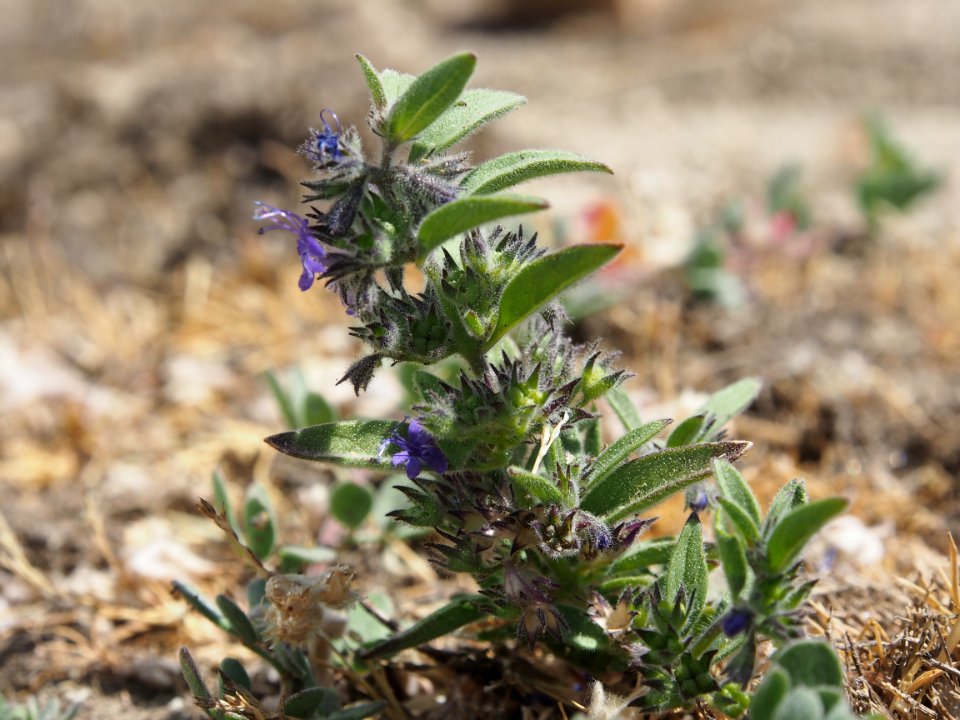 Hidden Lake bluecurls in bloom