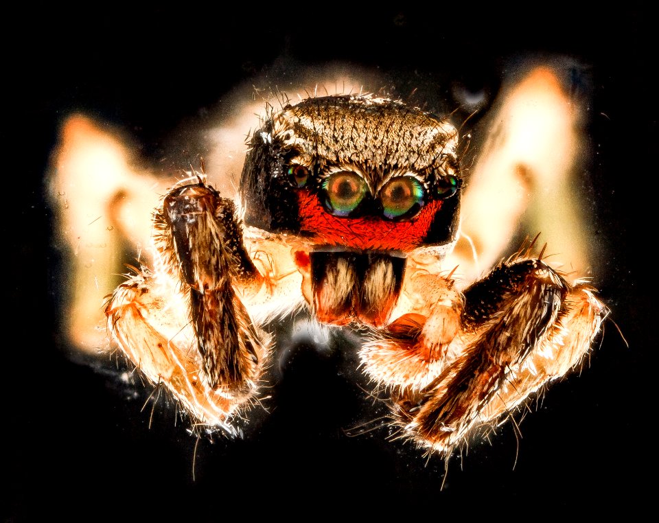 Habronattus coecatus 2, U, face, Patuxent, MD 2012-10-05-12.39