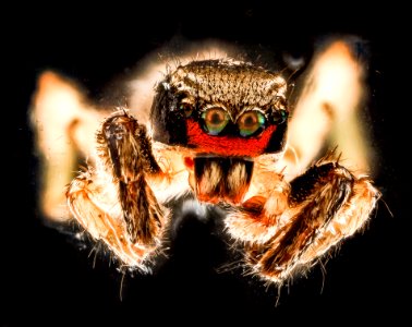 Habronattus coecatus 2, U, face, Patuxent, MD 2012-10-05-12.39