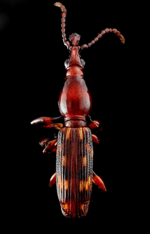 Arrhenodes minutus , U, Back, Upper Marlboro 2013-07-05-15.01.42 ZS PMax