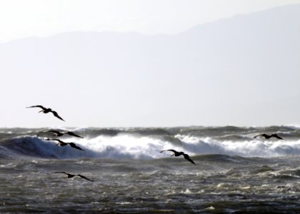California brown pelicans fly near Hollywood Beach. photo