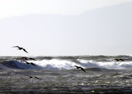 California brown pelicans fly near Hollywood Beach.
