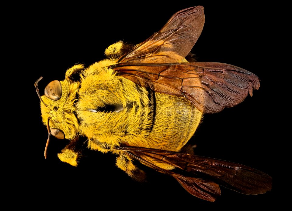 Xyclocopa caffra, m, back, Kruger NP, South Africa 2018-07-17-21.13.40 ZS PMax UDR