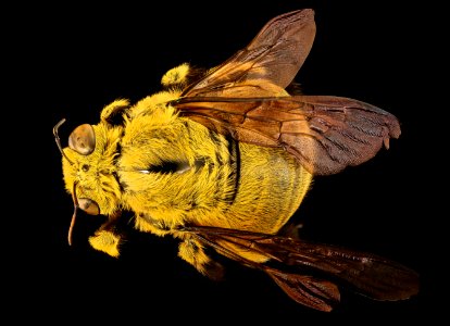 Xyclocopa caffra, m, back, Kruger NP, South Africa 2018-07-17-21.13.40 ZS PMax UDR