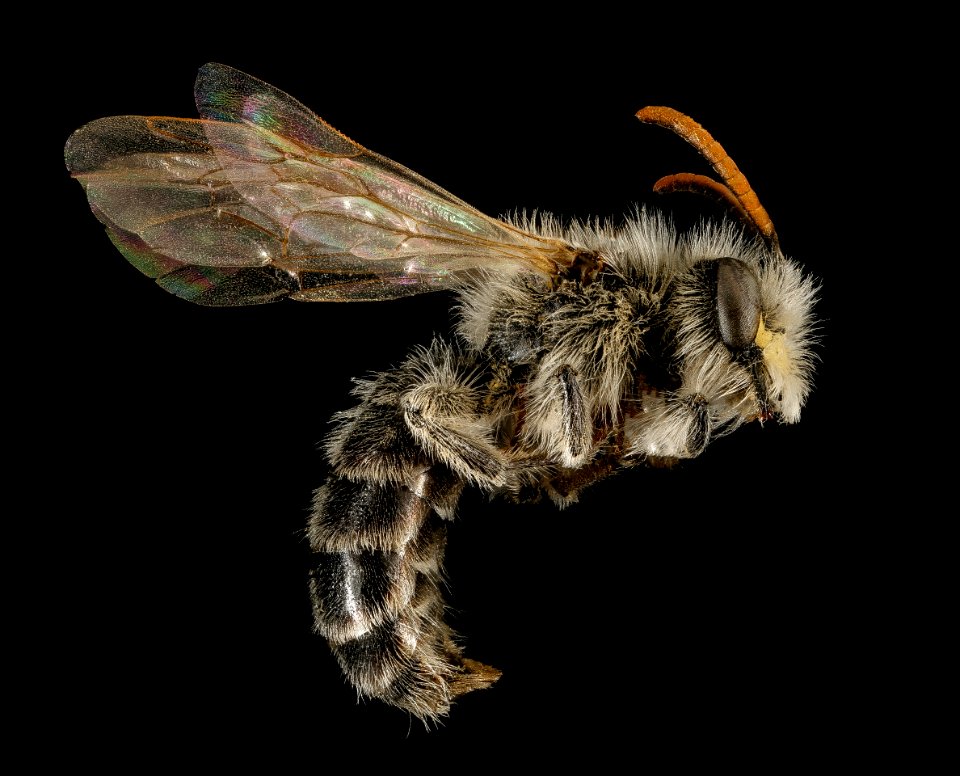 Andrena wellesleyana, m, side, Middlesex Co, MA 2016-02-09-11.57
