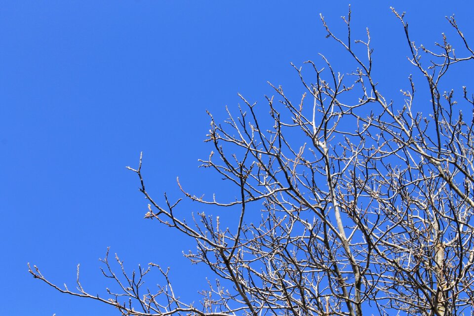 Branches trees nature