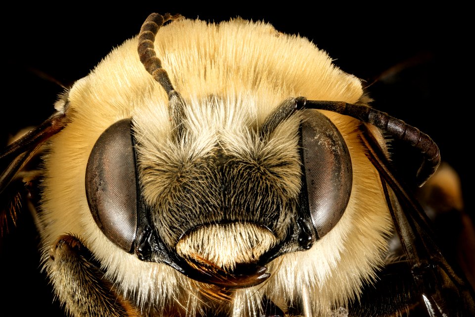 Eucera aragalli, f, face, South Dakota, Pennington Co 2016-01-08-11.48