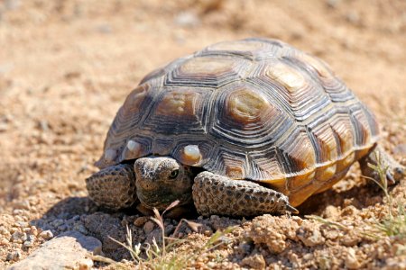 Juvenile desert tortoise at 29 Palms Marine Corps Base