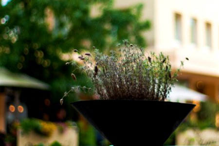 one bokeh per day ;)