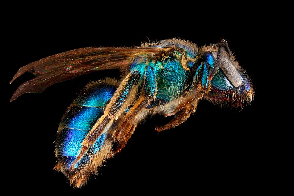 Augochloropsis anonyma, side 2012-07-09-17.19.40 ZS PMax