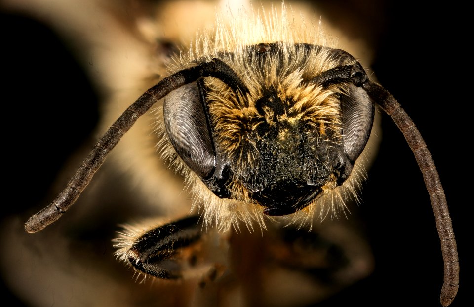 Colletes aestivalis, m, face, Shenandoah NP, VA 2016-12-22-12.43