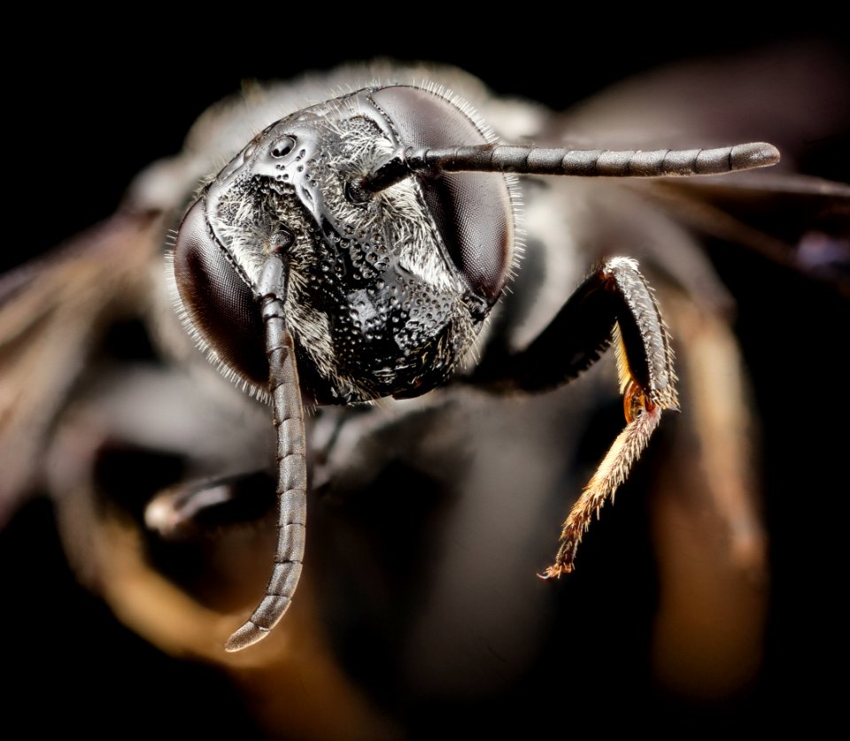 Coelioxys dolichos, f, faceclose, md, kent county 2014-07-21-11.33.42 ZS PMax