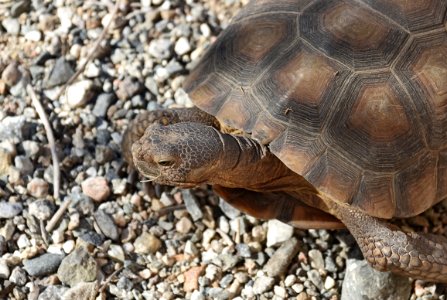 Desert tortoise at Living Desert photo