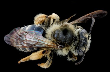 Andrena cressonii kansensis, f, Delaware, back 2020-12-07-17.37.28 ZS PMax UDR photo