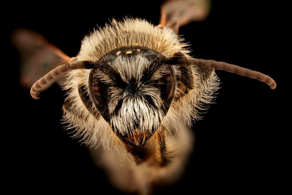 Melitta eickworti, m, face, Rockingham, VA 2019-10-21-17.52.54 ZS PMax UDR