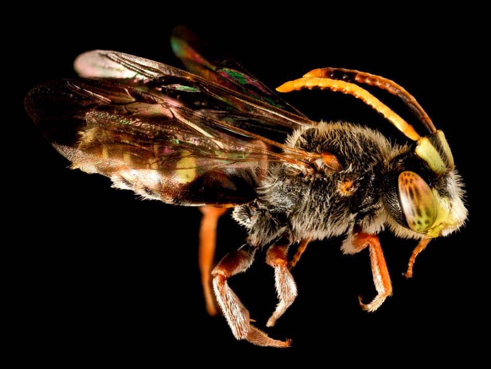 Nomada articulata, m, talbot, md, side 2015-05-17-16.42.36 ZS PMax