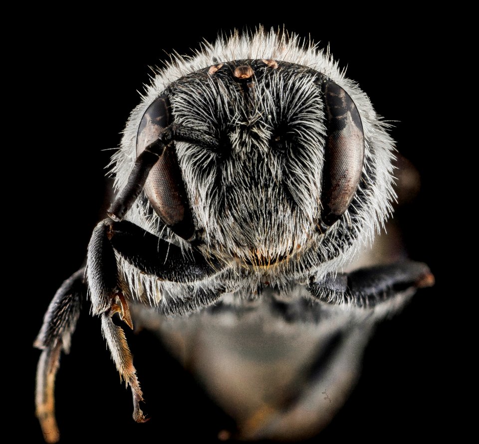 Stelis labiata, F, Face, NC, Moore County 2013-09-26-16.36.03 ZS PMax