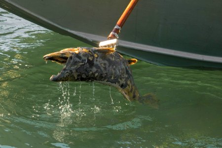 Chinook salmon carcass