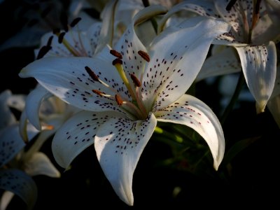 White lily photo