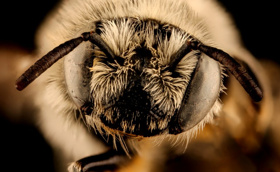 Diadasia diminuta, f, face, Pennington Co., SD 2018-08-10-17.24.13 ZS PMax UDR