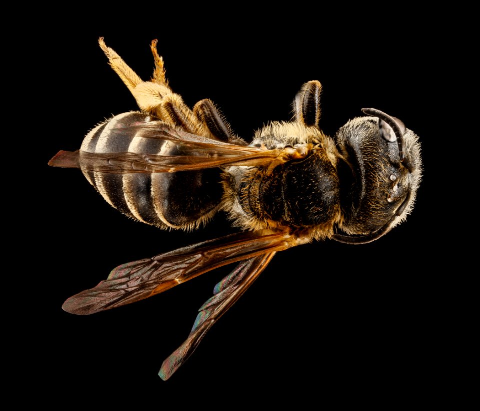 Halictus poeyi, female, back 2012-07-03-15.34