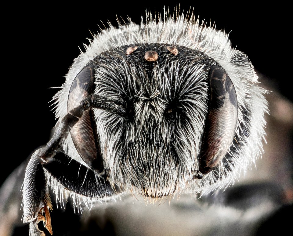 Stelis labiata, U, Face, NC, Moore County 2013-09-30-16.17.07 ZS PMax