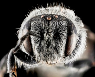 Stelis labiata, U, Face, NC, Moore County 2013-09-30-16.17.07 ZS PMax