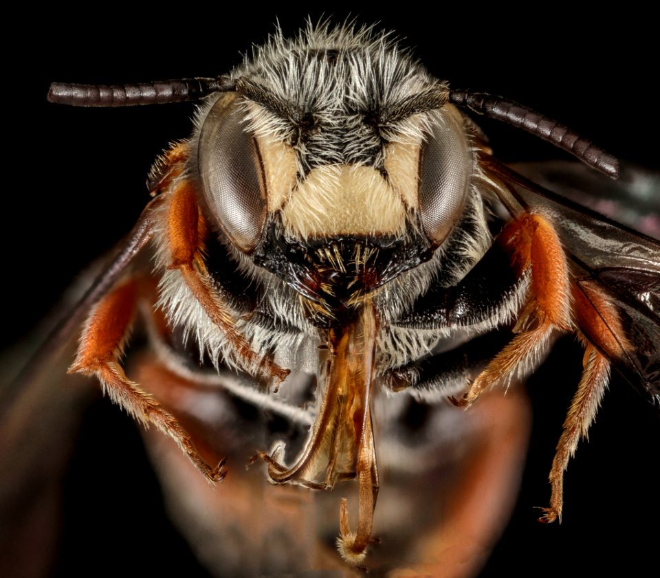 Stelis nasuta, M, Face, Greece, Aegean Islands, Lesvos, Mytilene 2015-02-24-13.36.57 ZS PMax