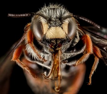 Stelis nasuta, M, Face, Greece, Aegean Islands, Lesvos, Mytilene 2015-02-24-13.36.57 ZS PMax photo