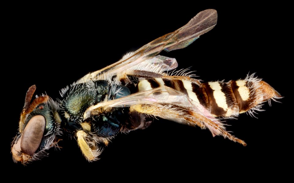 Perdita aridella, female, side 2012-07-31-18.02.42 ZS PMax