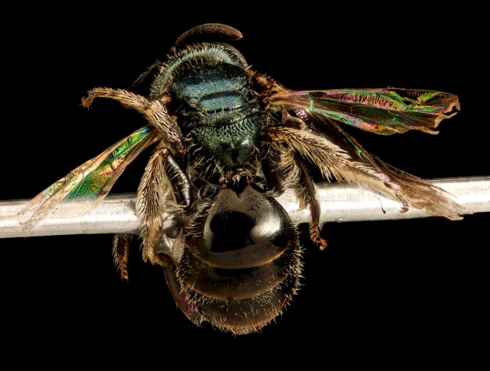 Lasioglossum nevadense, F, Back, WA, San Juan County 2015-07-07-16.30.19 ZS PMax UDR