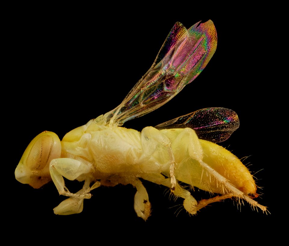 Brachyhesma sulphurella, australia, side2 2014-11-22-16.31.40 ZS PMax