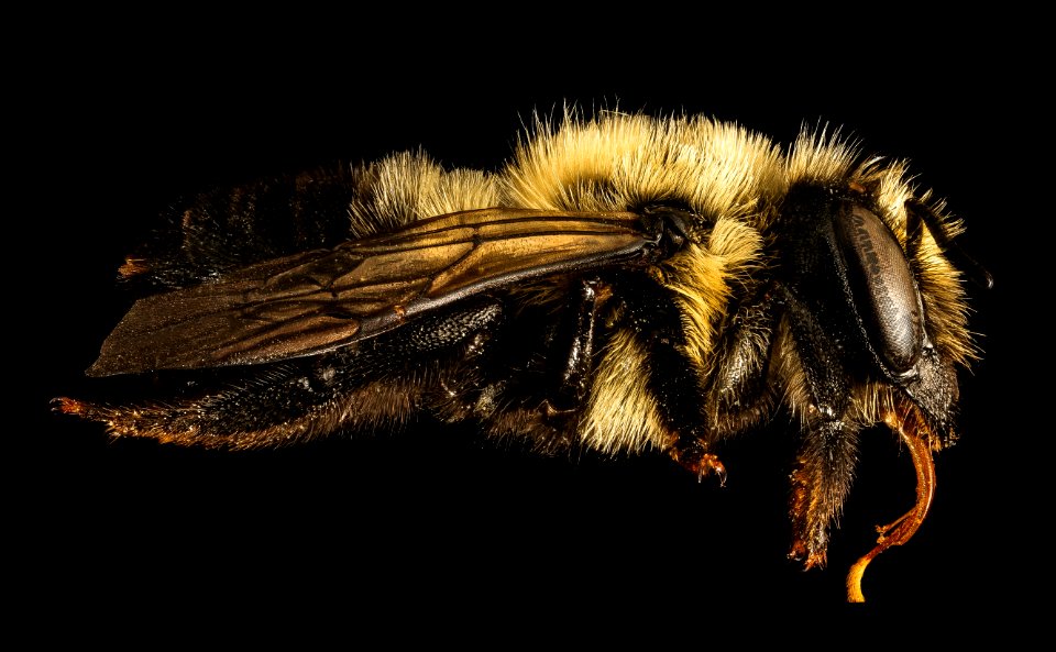 Megachile gemula, f, side, Maine, Du Clos 2015-12-01-15.01