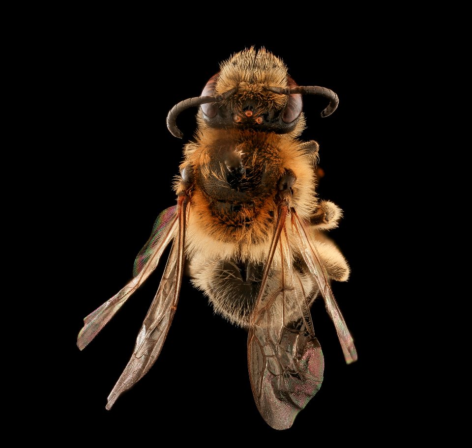 Colletes aestivalis, f, back, Rockingham Co. VA 2019-03-21-21.37.31 ZS PMax UDR