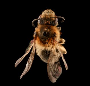 Colletes aestivalis, f, back, Rockingham Co. VA 2019-03-21-21.37.31 ZS PMax UDR