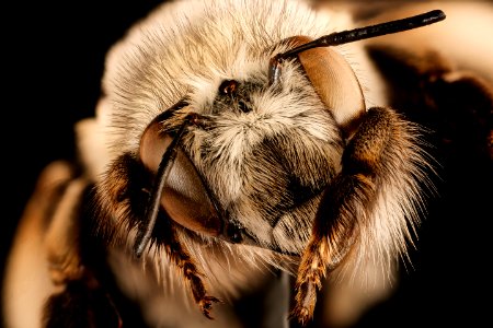 Anthophora porterae, m, face, Shannon Co., SD 2018-06-19-13.45