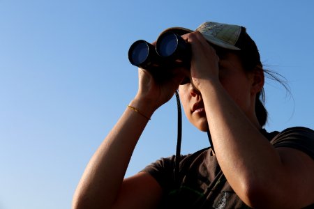 Karen Sinclair, a fish and wildlife biologist with the U.S. Fish and Wildlife Service in Ventura, watches California brown pelicans in flight near Hollywood Beach during the biannual brown pelican survey held along the West Coast. photo