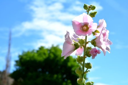 Day 6: Field of flowers