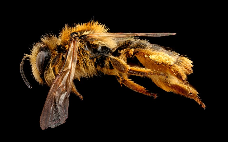 Nesocolletes fulvescens, f, left side, Queenstown, New Zealand 2017-06-20-15.04