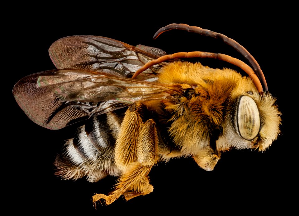 Melissodes communis, male, side 2012-07-02-17