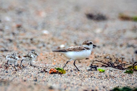A western snowy plover and chicks.