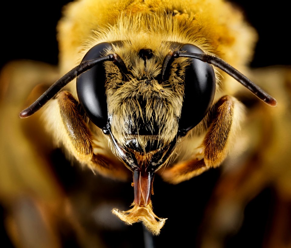 Caupolicana electa, f, ga, baker, face 2015-01-08-09.19.23 ZS PMax