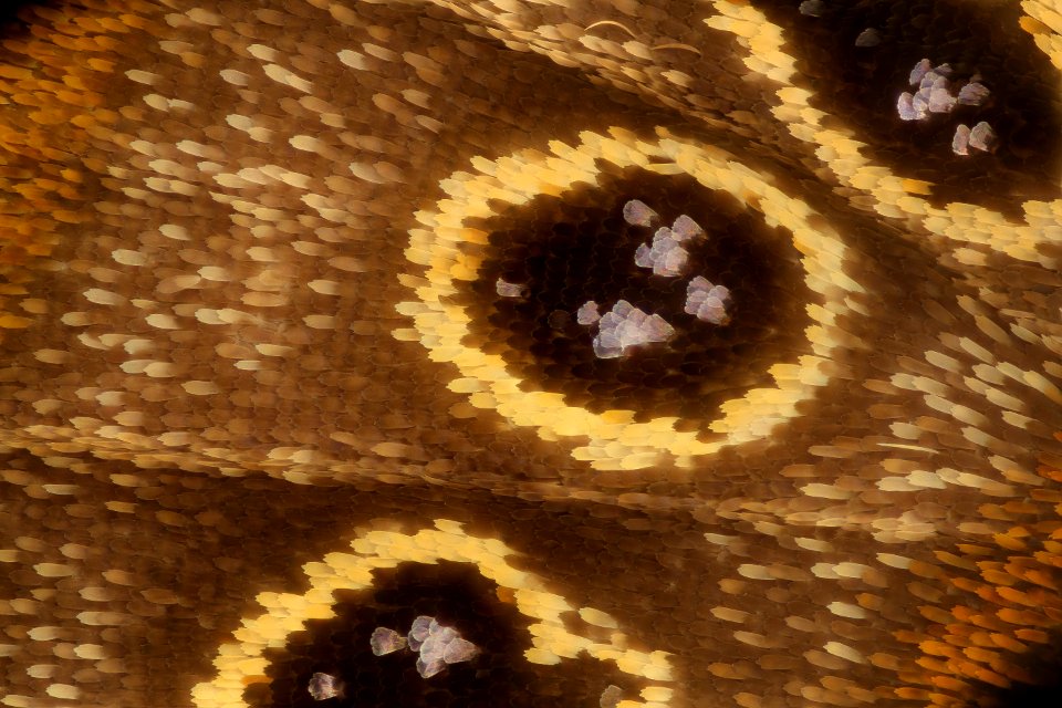 Neonympha mitchelli francisci, 10x closeup spot, reared 2019-08-07-18.00.44 ZS PMax UDR