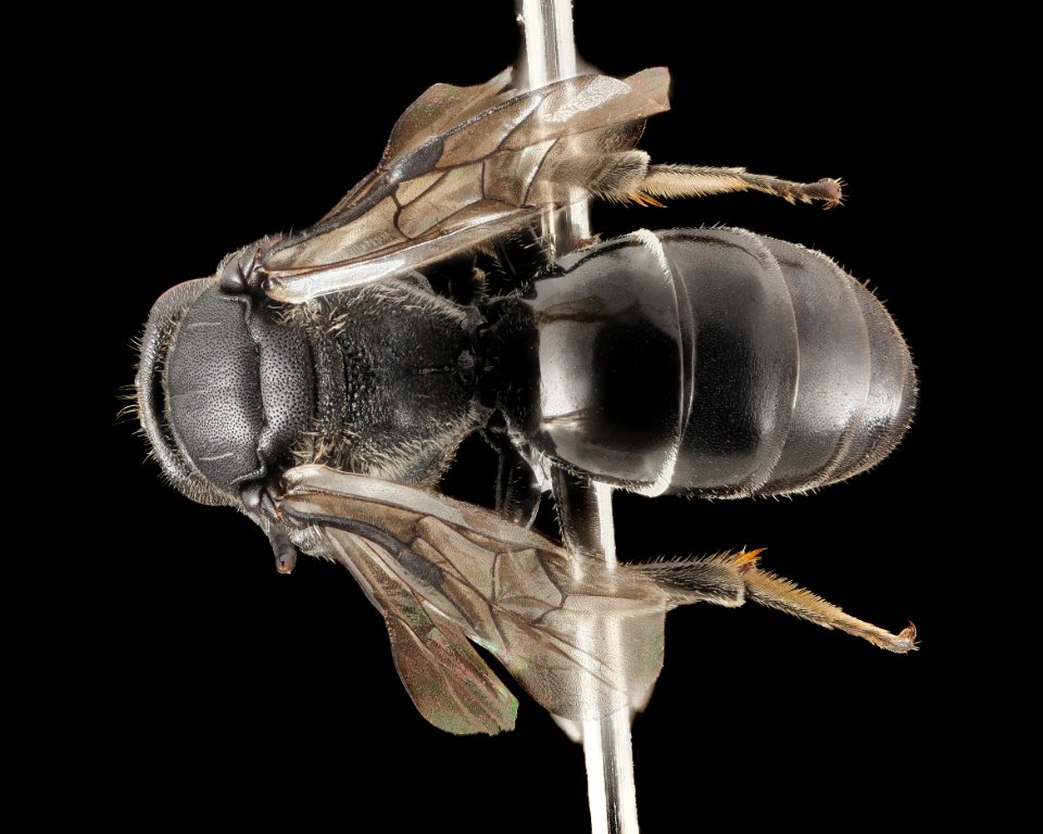 Hylaeus basaliis, F, Back, NY, Gravel Pits 2014-07-29-15.08