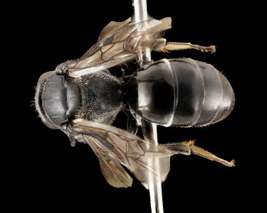 Hylaeus basaliis, F, Back, NY, Gravel Pits 2014-07-29-15.08
