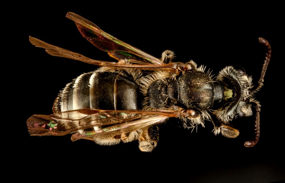 Andrena personata, f, md, eastern neck nwr, back 2015-05-26-05.43.56 ZS PMax